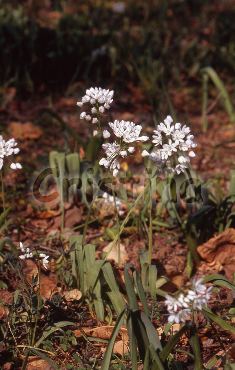 Allium neapolitanum